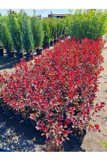 Скумпія шкіряна Даскі Мейден - 3л/вис.30-40см/Ø20-30см